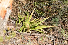 Iris foetidissima