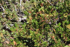 Searsia divaricata