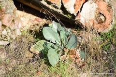 Cynoglossum cheirifolium