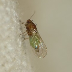 Heteropsylla