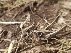 Montana stricta