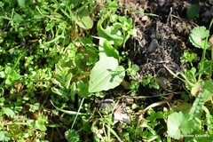 Doronicum plantagineum