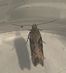 Scrobipalpa costella