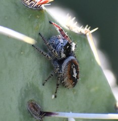 Phidippus vexans