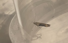 Scrobipalpa costella