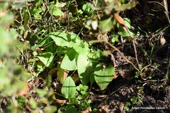 Doronicum plantagineum
