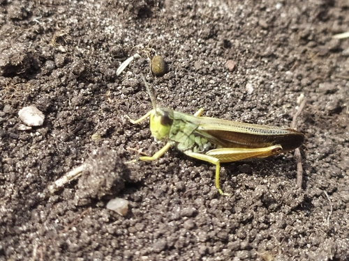 Rokćući skakavac (Stauroderus scalaris)