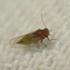 Heteropsylla