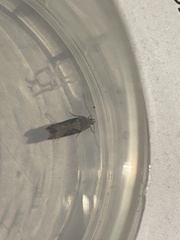 Scrobipalpa costella