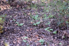 Doronicum plantagineum