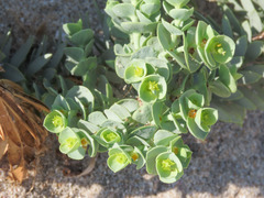Euphorbia paralias