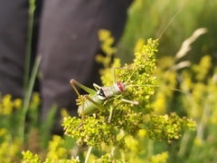 Ephippiger discoidalis