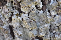 Parmelina carporrhizans