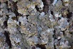 Parmelina carporrhizans