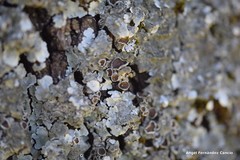 Parmelina carporrhizans