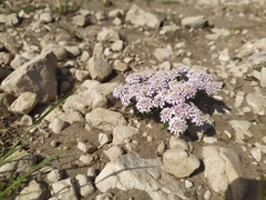 Rock Candytuft (Iberis saxatilis)