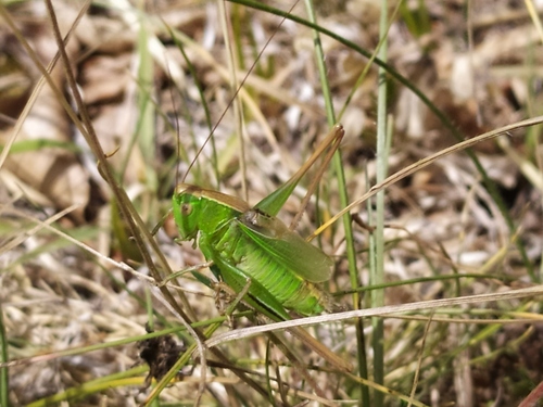 kobylôčka zelenkastá (Bicolorana bicolor)