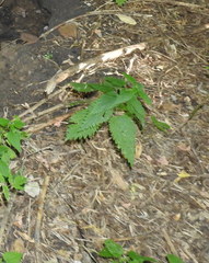 Urtica dioica