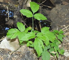 Acer negundo