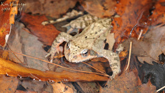 Rana dybowskii