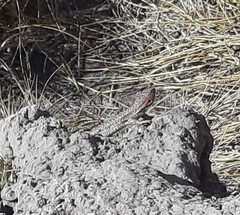 Liolaemus constanzae