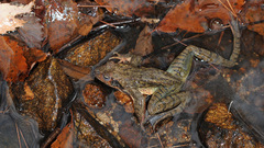 Rana dybowskii