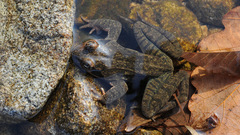 Rana dybowskii