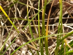 Rammeihippus dinaricus