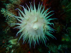 Pseudactinia flagellifera