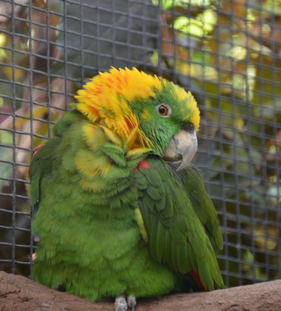 Yellow-naped Amazon