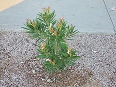 Nerium oleander