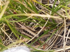 Rammeihippus dinaricus