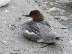Mergus merganser