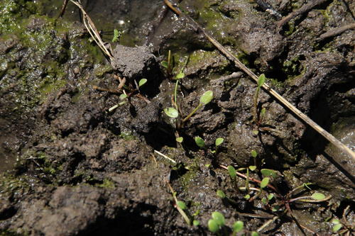 Limosella inflata (Limosella inflata)