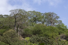 Adansonia digitata