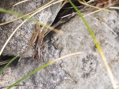 Rammeihippus dinaricus