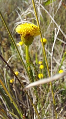 Chrysocoma esterhuyseniae