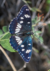 Limenitis reducta