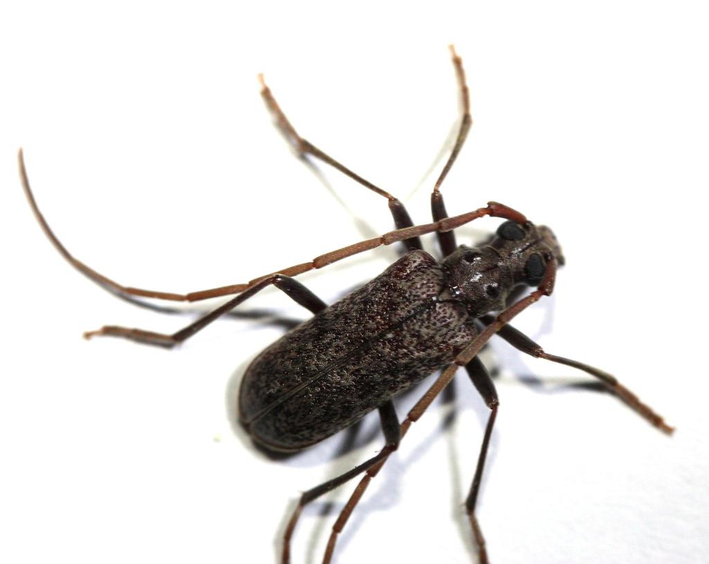 Afroartelida teunisseni