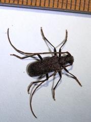 Afroartelida teunisseni