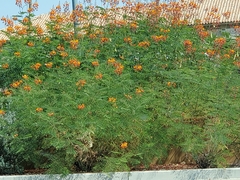 Caesalpinieae