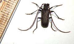 Afroartelida teunisseni