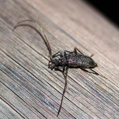 Afroartelida teunisseni