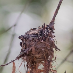 Cynanthus latirostris latirostris