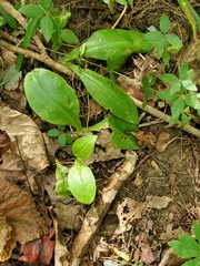 Liparis liliifolia