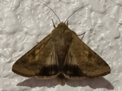Helicoverpa armigera