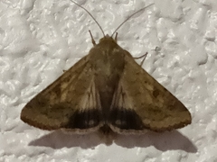 Helicoverpa armigera