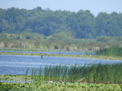Ardea cinerea