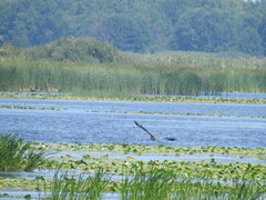 Ardea cinerea
