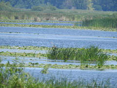 Ardea cinerea